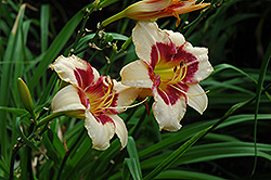 Monica Marie Daylily (Hemerocallis 'Monica Marie') at Lakeshore Garden Centres