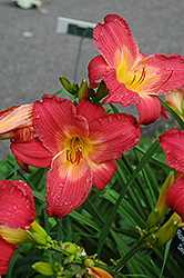 Rosy Image Daylily (Hemerocallis 'Rosy Image') at Lakeshore Garden Centres