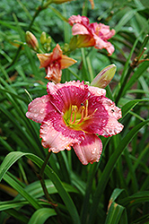 Dragon's Eye Daylily (Hemerocallis 'Dragon's Eye') at Lakeshore Garden Centres
