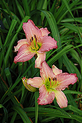 Zena Daylily (Hemerocallis 'Zena') at Lakeshore Garden Centres