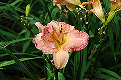 Making Friends Daylily (Hemerocallis 'Making Friends') at Lakeshore Garden Centres