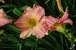 Murmuring Morn Daylily (Hemerocallis 'Murmuring Morn') at Lakeshore Garden Centres