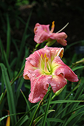 Pure Fun Daylily (Hemerocallis 'Pure Fun') at Lakeshore Garden Centres