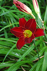Dragon Mouth Daylily (Hemerocallis 'Dragon Mouth') at Lakeshore Garden Centres