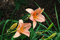 Orchard Sprite Daylily (Hemerocallis 'Orchard Sprite') at Lakeshore Garden Centres