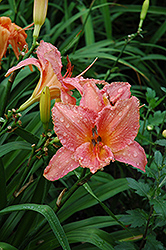 Frank Gladney Daylily (Hemerocallis 'Frank Gladney') at Lakeshore Garden Centres