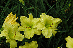 Wynn Daylily (Hemerocallis 'Wynn') at Lakeshore Garden Centres