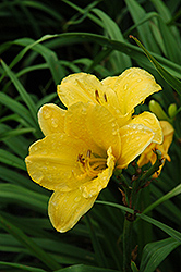 Chicago Full Moon Daylily (Hemerocallis 'Chicago Full Moon') at Lakeshore Garden Centres