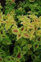 Amazon Coleus (Solenostemon scutellarioides 'Amazon') at Lakeshore Garden Centres