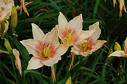 Broadmoor Delight Daylily (Hemerocallis 'Broadmoor Delight') at Lakeshore Garden Centres