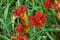 Double Bourbon Daylily (Hemerocallis 'Double Bourbon') at Lakeshore Garden Centres