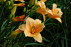 Sombrero Way Daylily (Hemerocallis 'Sombrero Way') at Lakeshore Garden Centres