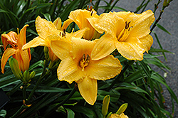 Goolagong Daylily (Hemerocallis 'Goolagong') at Lakeshore Garden Centres