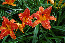 Orange Balls Daylily (Hemerocallis 'Orange Balls') at Lakeshore Garden Centres
