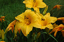 Look Daylily (Hemerocallis 'Look') at Lakeshore Garden Centres