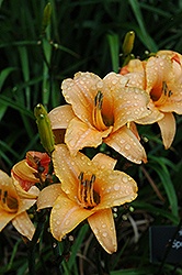 Spanish Dancer Daylily (Hemerocallis 'Spanish Dancer') at Lakeshore Garden Centres