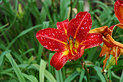 Allegiance Daylily (Hemerocallis 'Allegiance') at Lakeshore Garden Centres