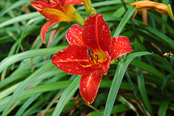 Taiga Fire Daylily (Hemerocallis 'Taiga Fire') at Lakeshore Garden Centres