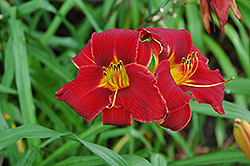 Barrows Daylily (Hemerocallis 'Barrows') at Lakeshore Garden Centres