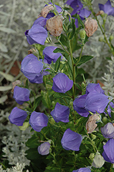 Komachi Balloon Flower (Platycodon grandiflorus 'Komachi') at Lakeshore Garden Centres