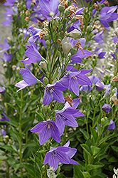 Komachi Balloon Flower (Platycodon grandiflorus 'Komachi') at Lakeshore Garden Centres