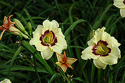Siloam Doodlebug Daylily (Hemerocallis 'Siloam Doodlebug') at Lakeshore Garden Centres
