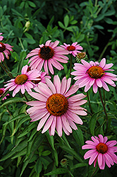 Bravado Coneflower (Echinacea purpurea 'Bravado') at Lakeshore Garden Centres
