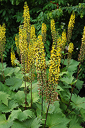 The Rocket Rayflower (Ligularia 'The Rocket') at The Mustard Seed