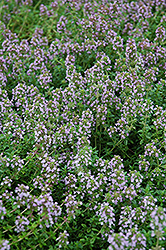 Arctic Wooly Thyme (Thymus praecox 'var. arcticus') at Lakeshore Garden Centres