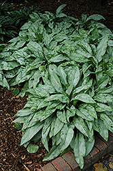 Cotton Cool Lungwort (Pulmonaria 'Cotton Cool') at Lakeshore Garden Centres