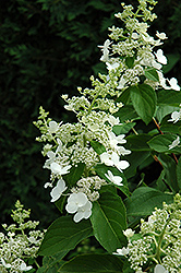 Tardiva Hydrangea (Hydrangea paniculata 'Tardiva') at Lakeshore Garden Centres