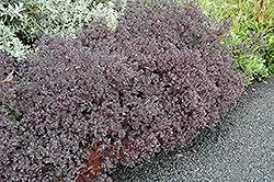 Bertram Anderson Stonecrop (Sedum 'Bertram Anderson') at Lakeshore Garden Centres