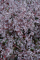 Bertram Anderson Stonecrop (Sedum 'Bertram Anderson') at Lakeshore Garden Centres
