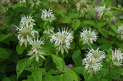 White Beebalm (Monarda didyma 'Alba') at Lakeshore Garden Centres