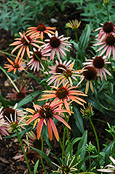 Orange Meadowbrite Coneflower (Echinacea 'Orange Meadowbrite') at Lakeshore Garden Centres