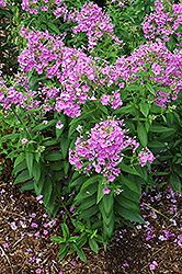 Eva Cullum Garden Phlox (Phlox paniculata 'Eva Cullum') at Lakeshore Garden Centres