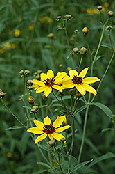 Tall Tickseed (Coreopsis tripteris) at Lakeshore Garden Centres