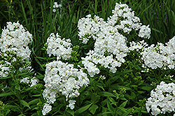 World Peace Garden Phlox (Phlox paniculata 'World Peace') at Lakeshore Garden Centres