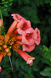 Trumpetvine (Campsis radicans) at Lakeshore Garden Centres