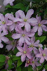 Madame de Bouchard Clematis (Clematis 'Madame de Bouchard') at Lakeshore Garden Centres