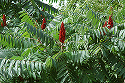 Staghorn Sumac (Rhus typhina) at Peter Knippel Garden Centre