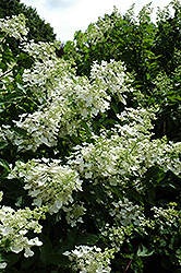Unique Hydrangea (Hydrangea paniculata 'Unique') at Lakeshore Garden Centres