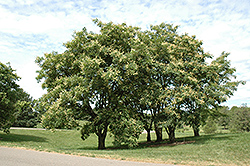 Amur Maackia (Maackia amurensis) at Peter Knippel Garden Centre