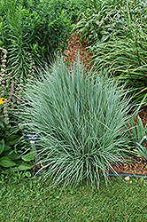 The Blues Bluestem (Schizachyrium scoparium 'The Blues') at Lakeshore Garden Centres