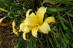 Mary Todd Daylily (Hemerocallis 'Mary Todd') at Lakeshore Garden Centres