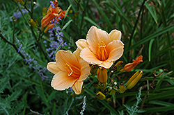 Toyland Daylily (Hemerocallis 'Toyland') at Lakeshore Garden Centres