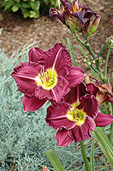 Grand Masterpiece Daylily (Hemerocallis 'Grand Masterpiece') at Lakeshore Garden Centres