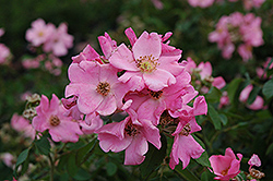 Polar Joy Rose (Rosa 'BAIore') at Lakeshore Garden Centres