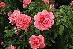 Salmon Impressionist Rose (Rosa 'Salmon Impressionist') at Lakeshore Garden Centres