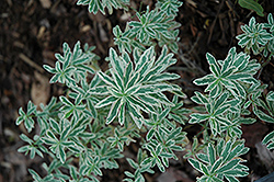 First Blush Spurge (Euphorbia polychroma 'First Blush') at Golden Acre Home & Garden